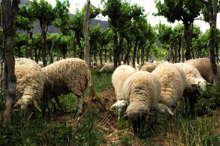 Estancia Colome Molinos Εξωτερικό φωτογραφία