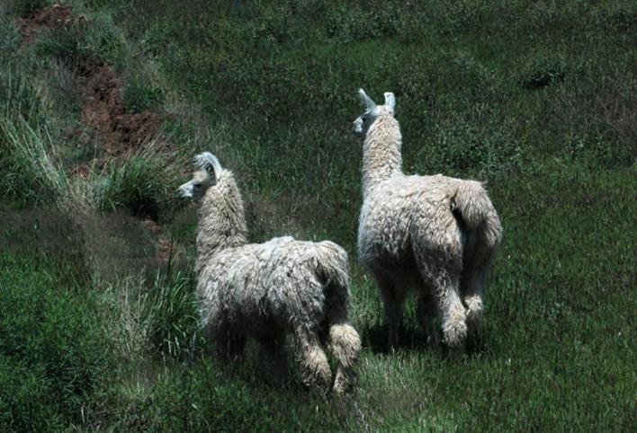 Estancia Colome Molinos Εξωτερικό φωτογραφία